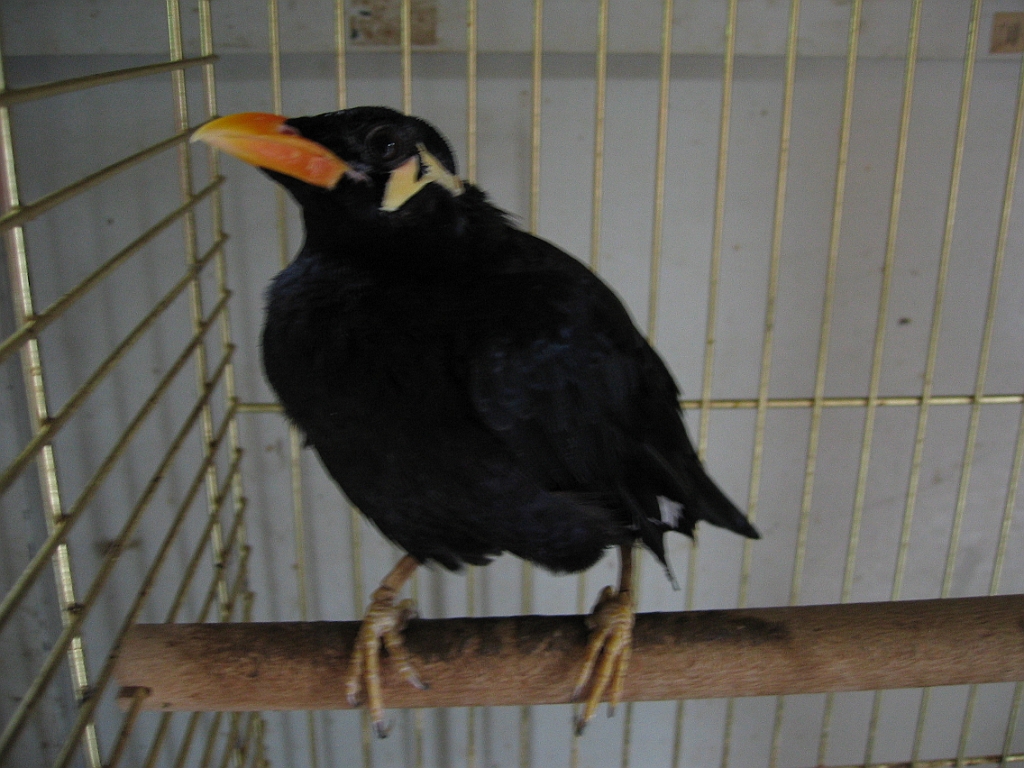 Coco le mainate 4.jpg